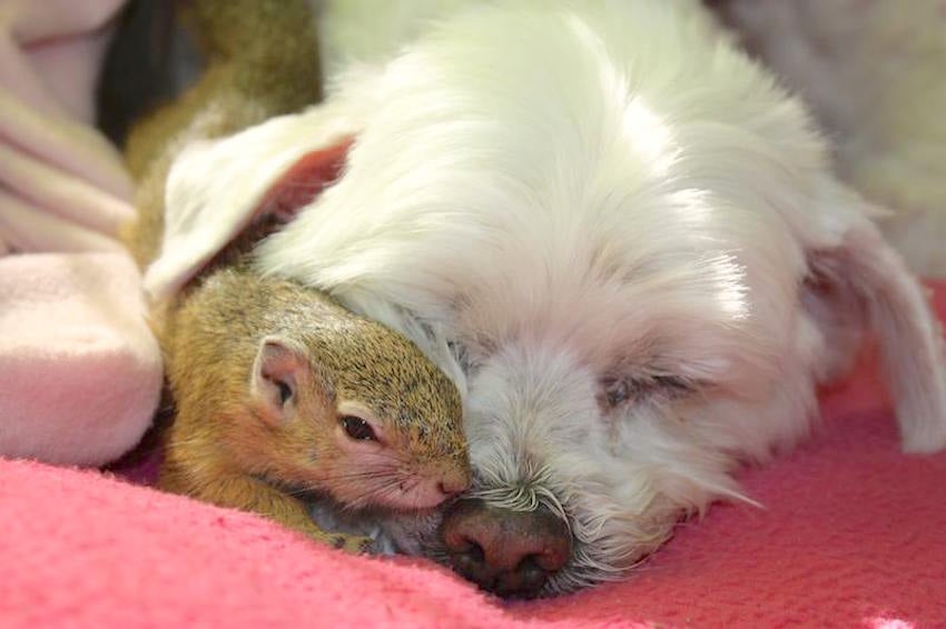squirrel.jpg
