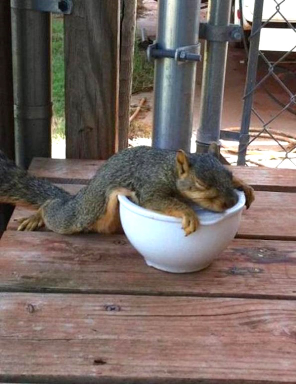squirrel1.jpg