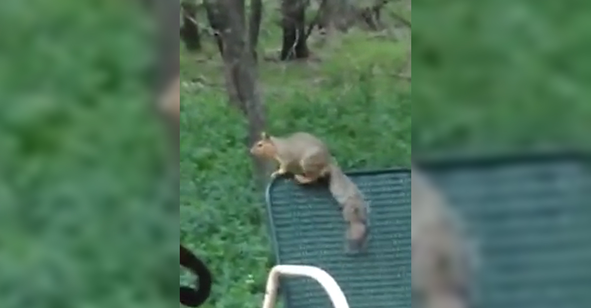 squirrel2