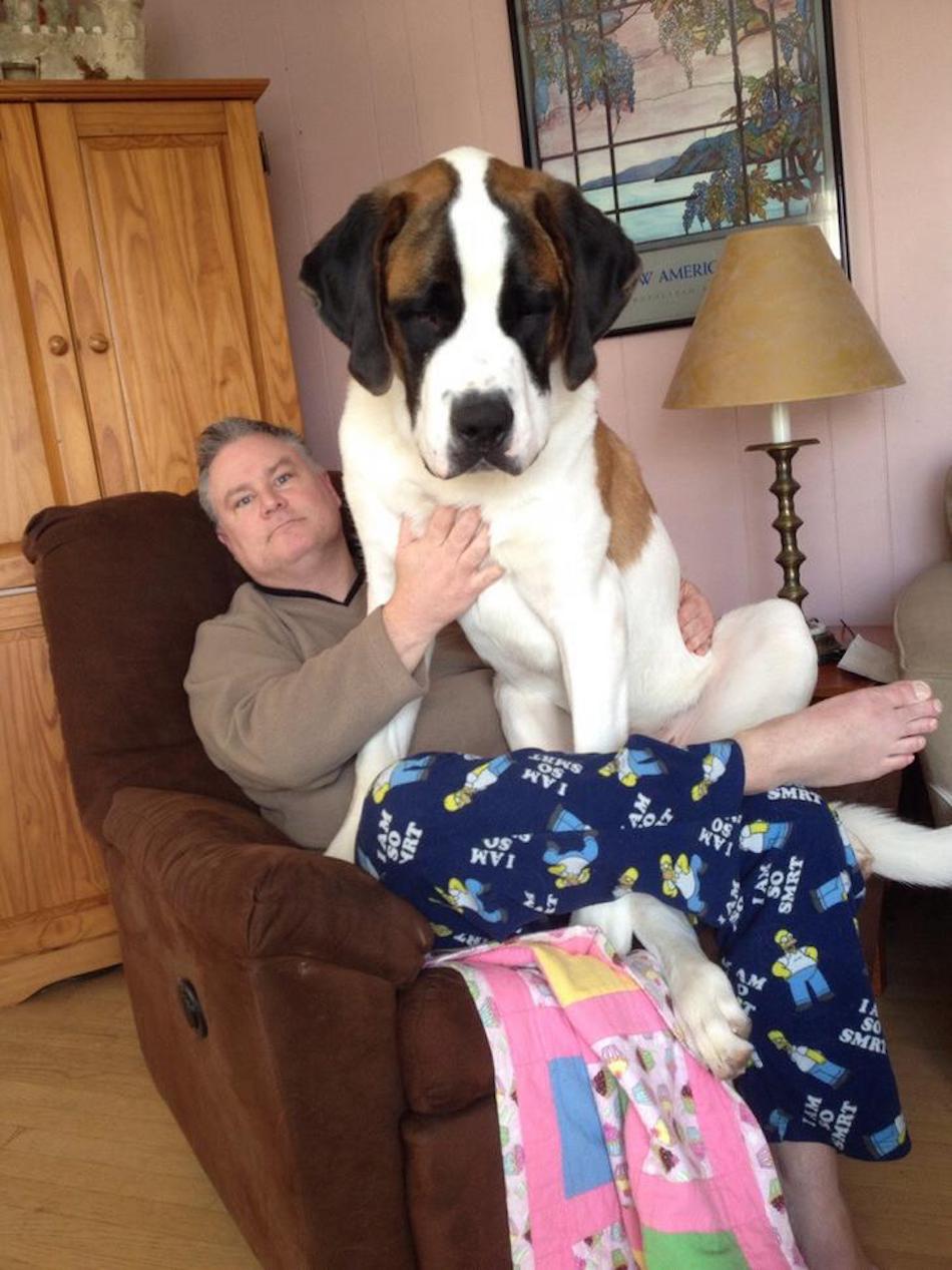 st-bernard-1.jpg