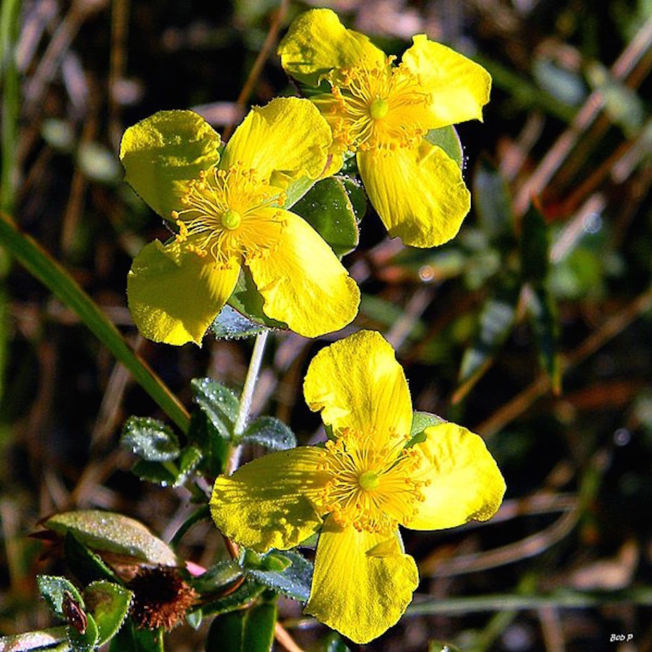 st-johns-wort-red.jpg