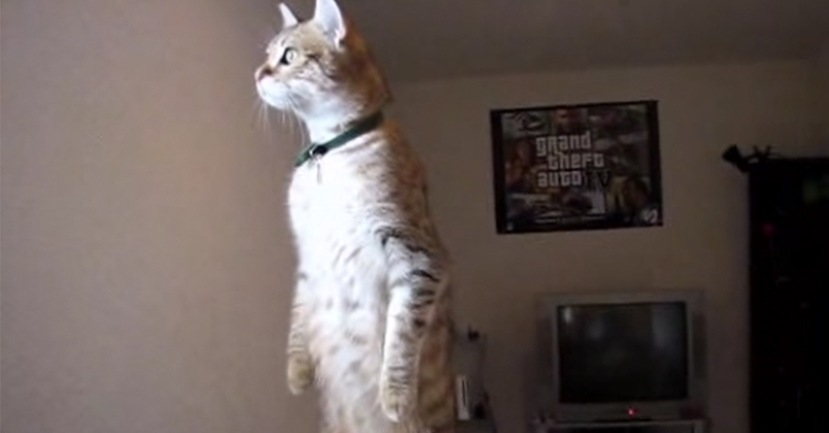 standingcat