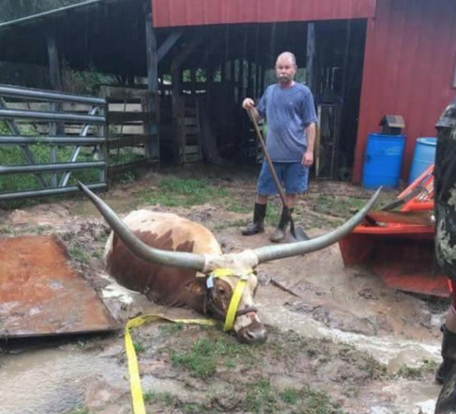 steer-1.jpg steer-1.jpg