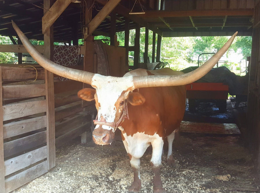 steer-happy.jpg