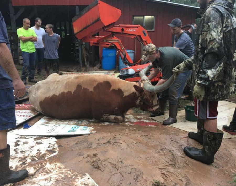 steer-help.jpg