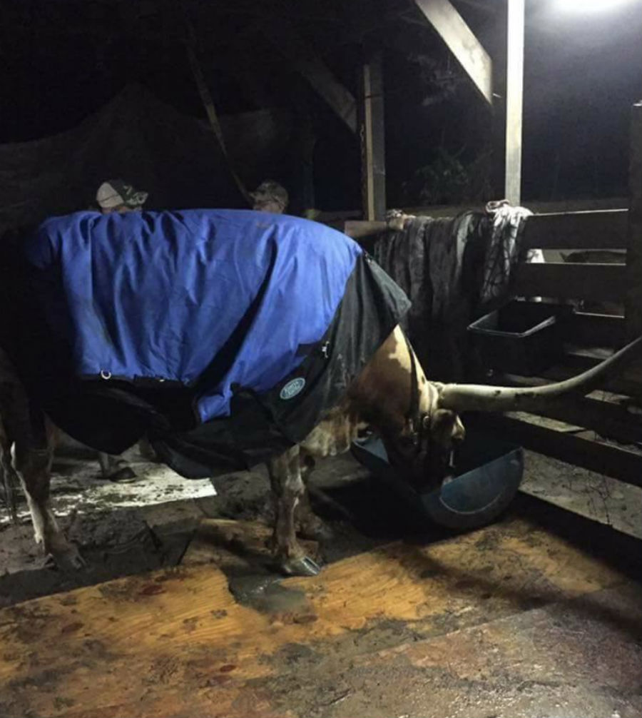 steer-saved.jpg