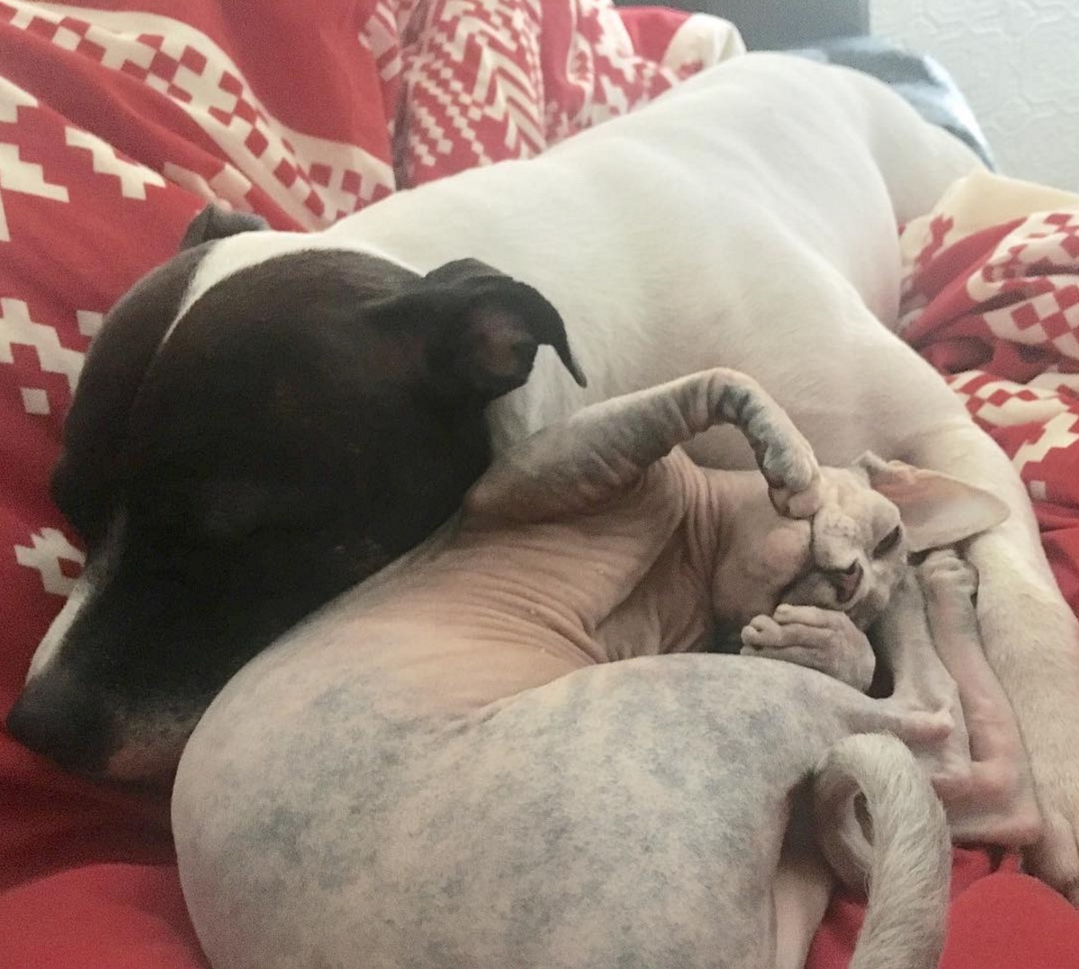 stitch-and-alaska.jpg