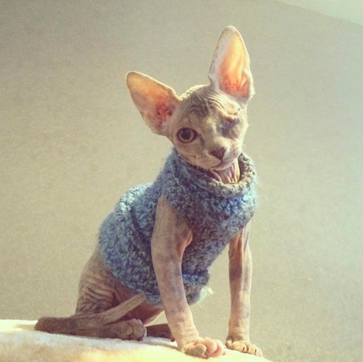 stitch-kitten.jpg