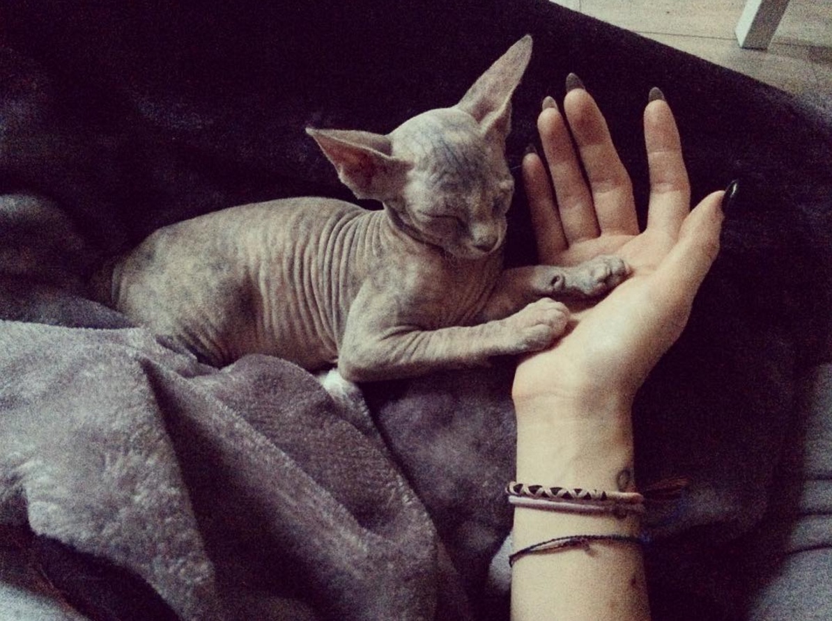 stitch-kitty.jpg