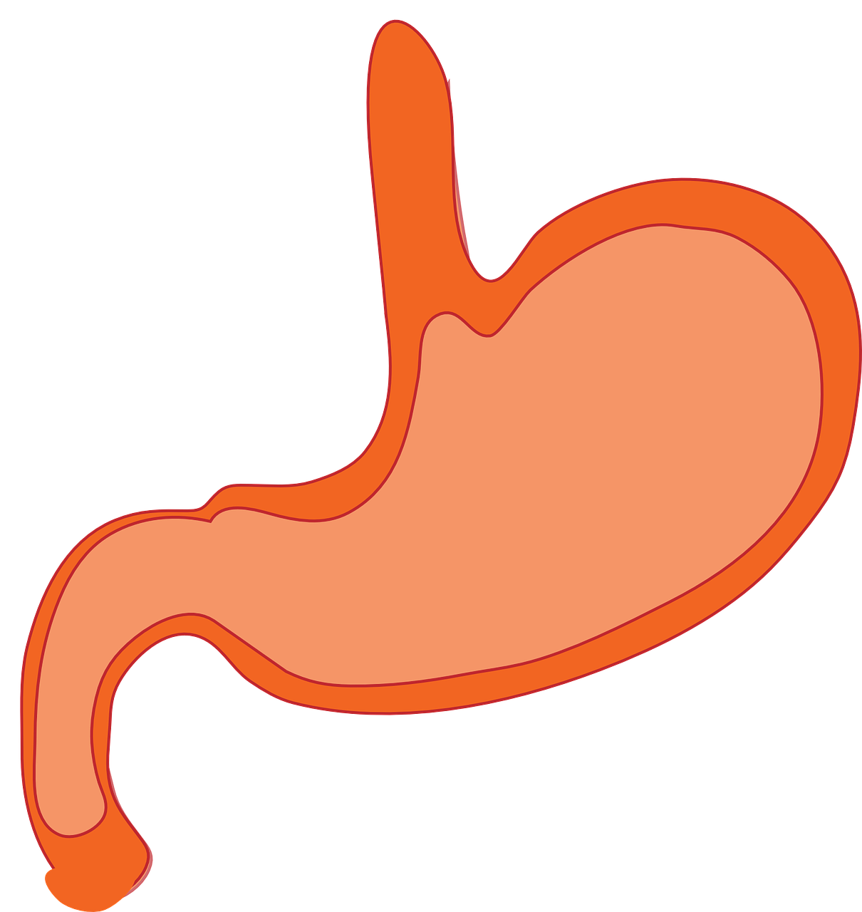 stomach-310730_1280.png