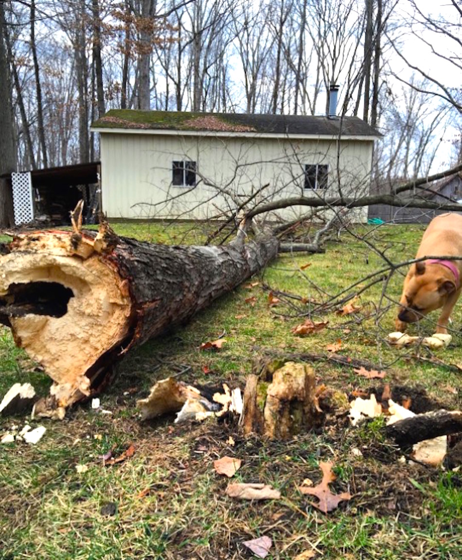 storm-tree.jpg