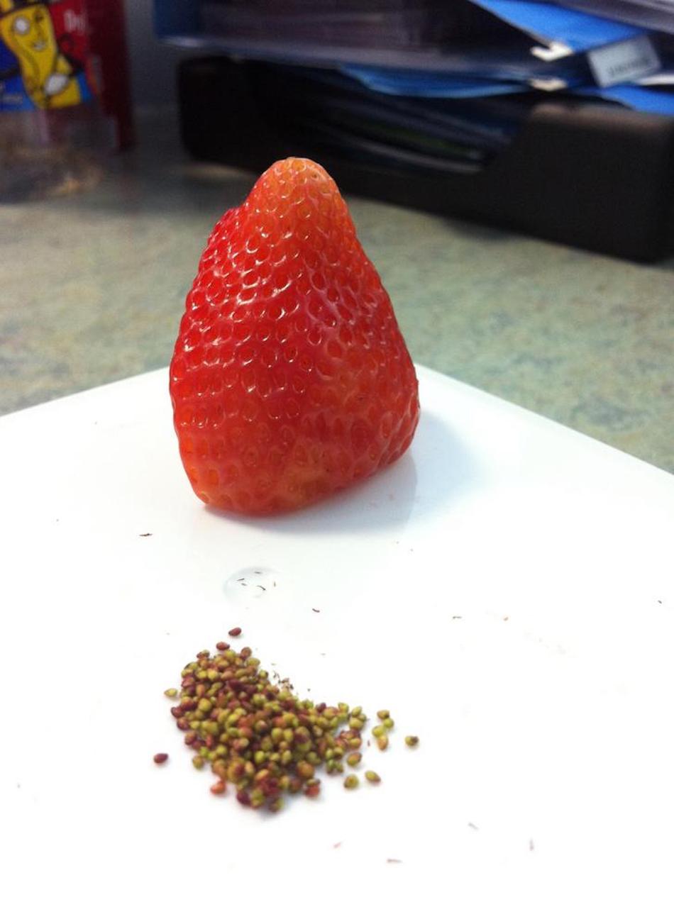 strawberry-1.jpg strawberry-1.jpg