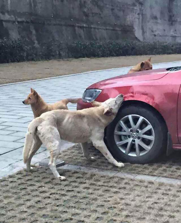 stray-dog-revenge-1.jpg