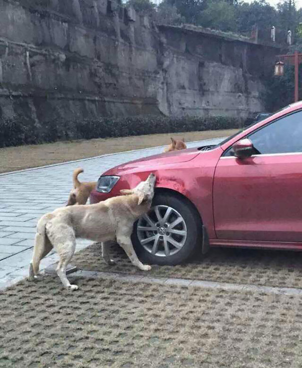 stray-dog-revenge-2.jpg
