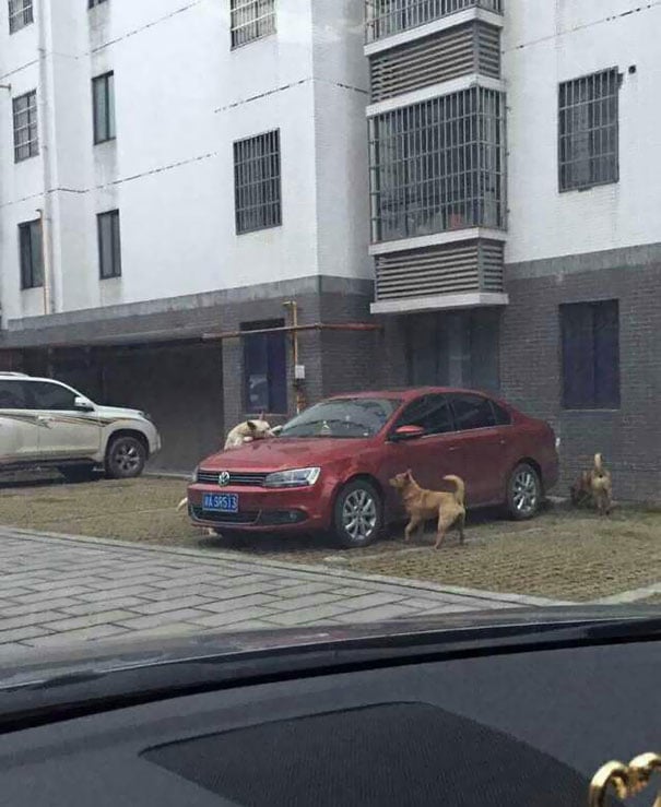 stray-dog-revenge-3.jpg stray-dog-revenge-3.jpg