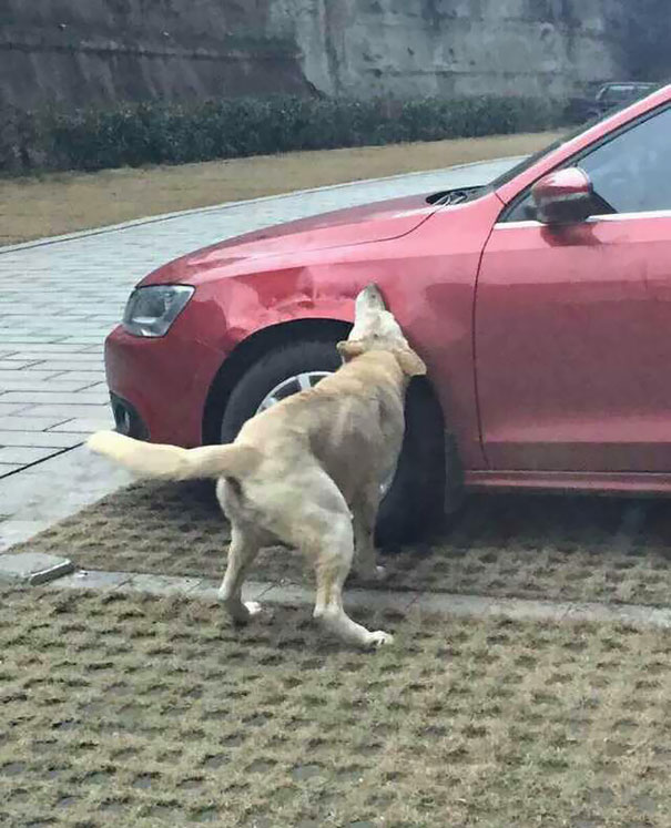 stray-dog-revenge-4.jpg