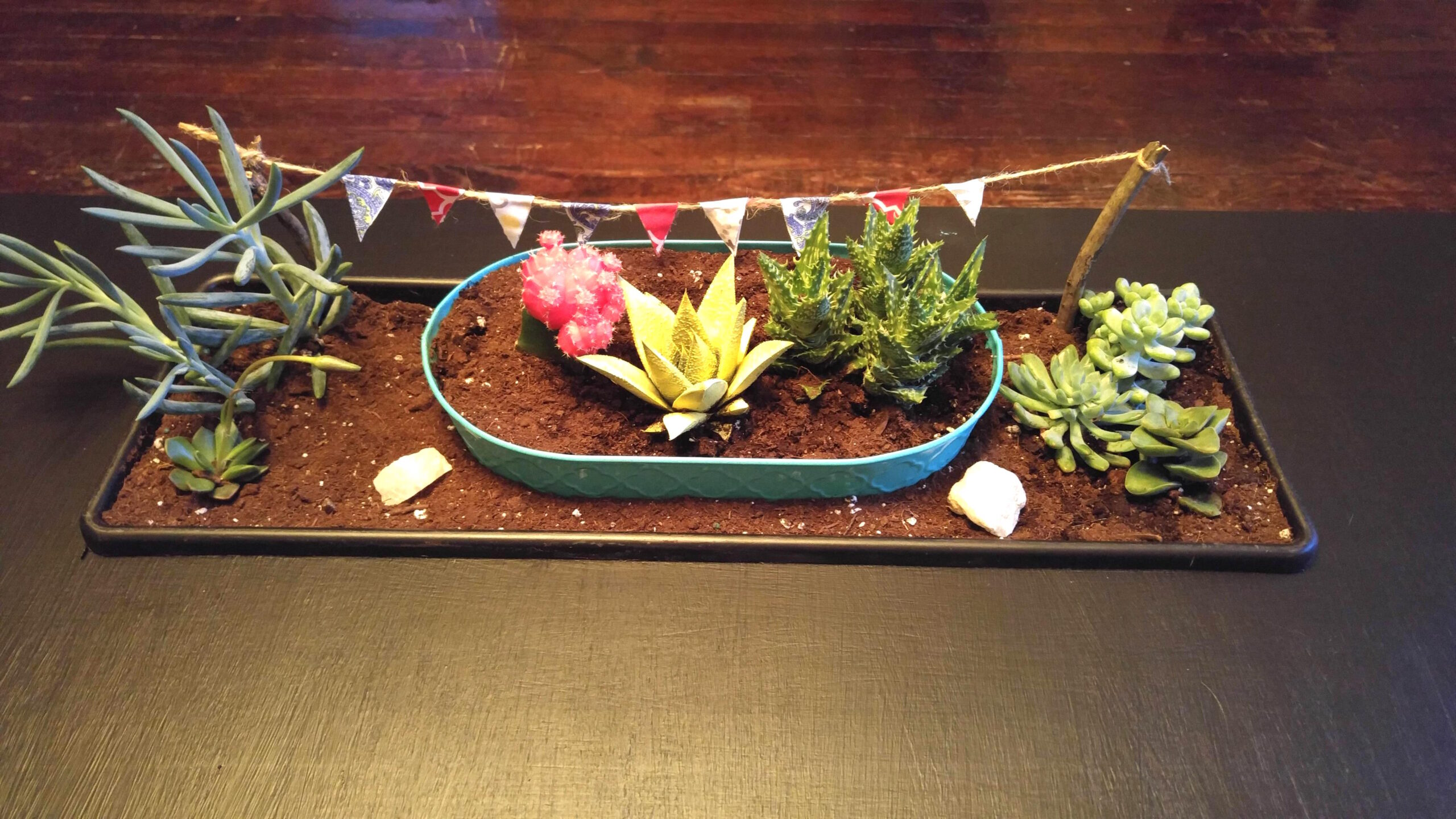 succulentcoffeetable_n.jpg