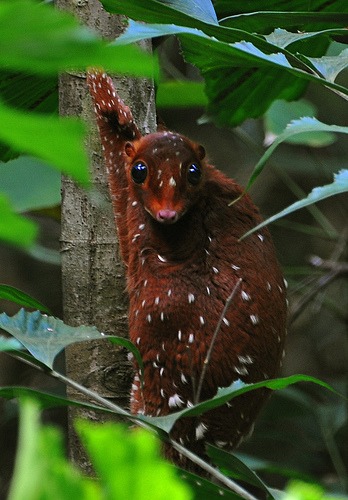 sunda-colugo.jpg