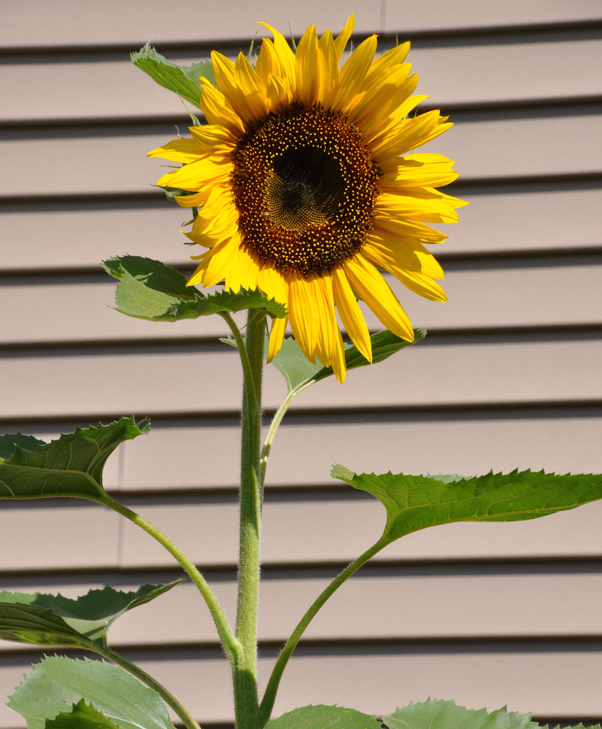 sunflower6.jpg