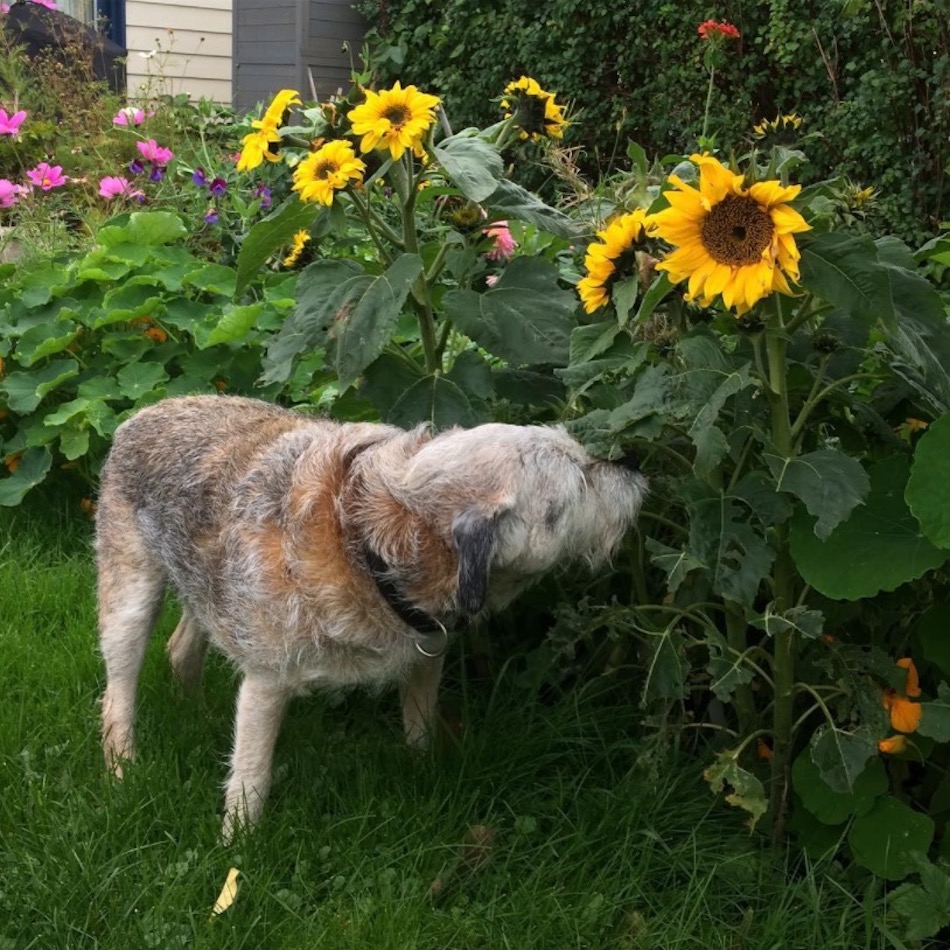 sunflowers-1.jpg