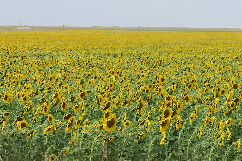 sunflowers-2.jpg