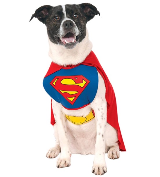 superman-dog.jpg