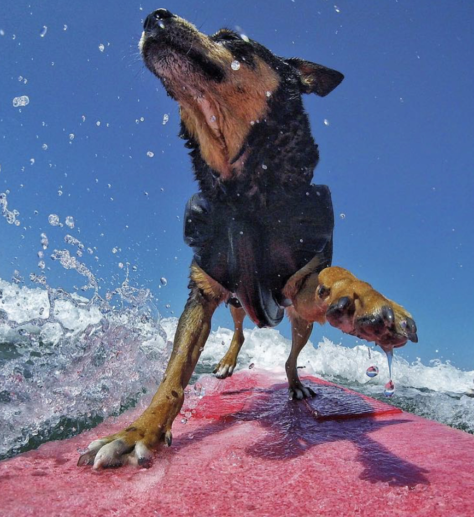 surfboarding-dog.jpg