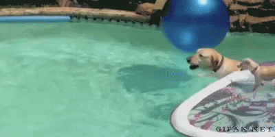 surfs.gif