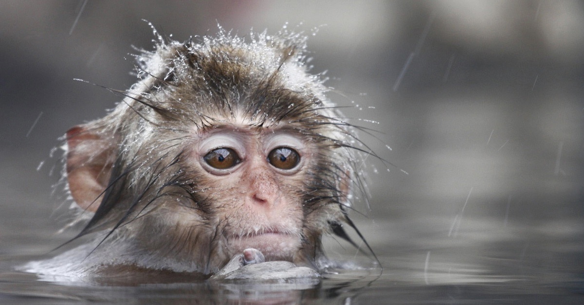 swimming-baby-monkey