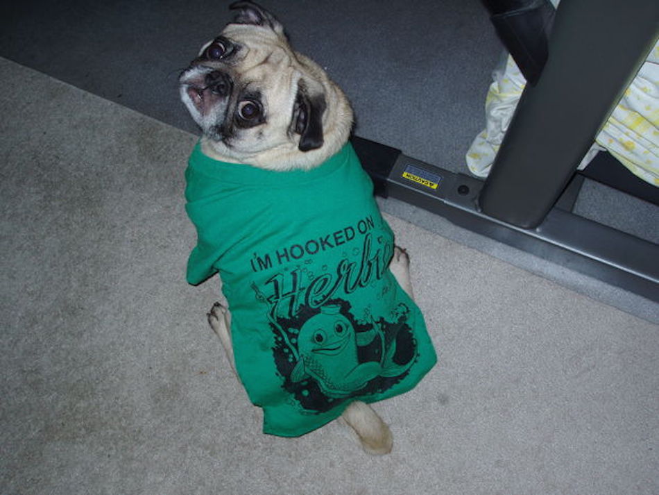 t-shirt-dog.jpg