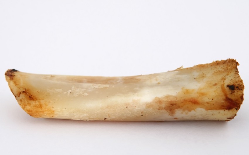 t_bone_gristle_gristle_animal_beef_bone_canine_chew_chewable-1048629.jpg