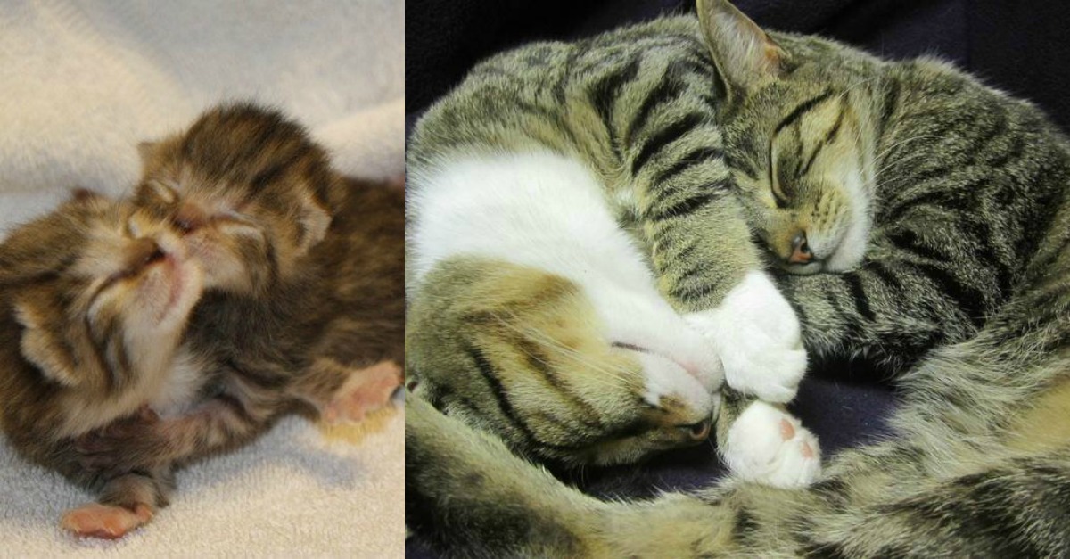 tabby-cat-friends-then-and-now.jpg