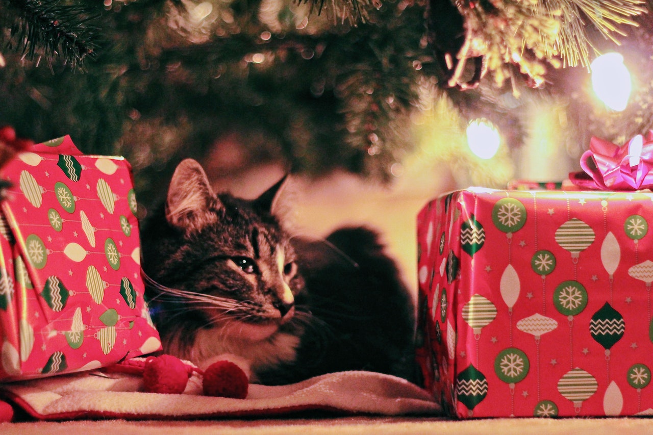 tabby-cat-lying-under-christmas-tree-with-gifts-770012-1.jpg
