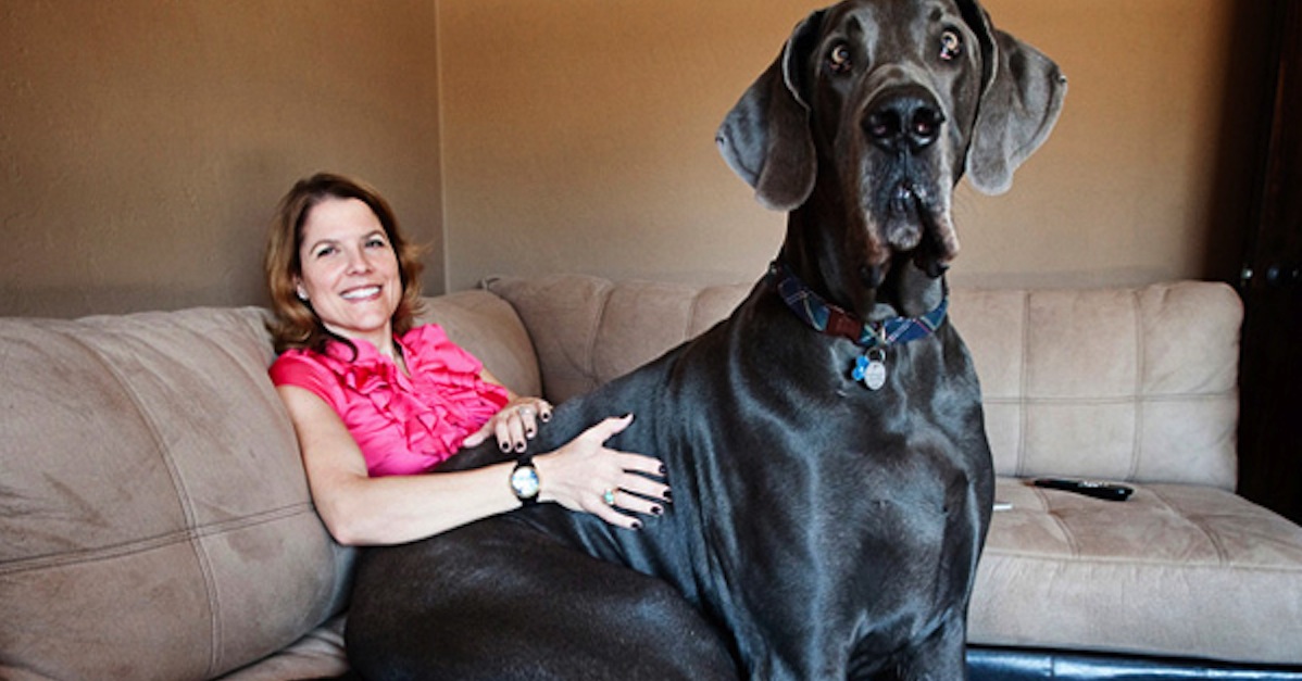 tallest-dog-giant-george.jpg