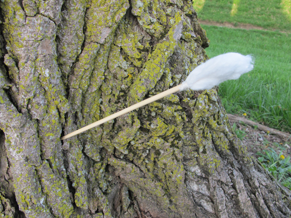 tampon-dart-in-tree.jpg