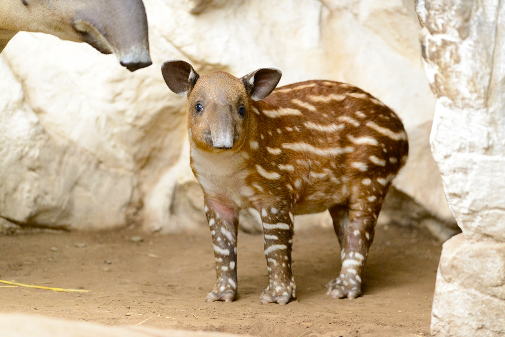 tapir.jpg