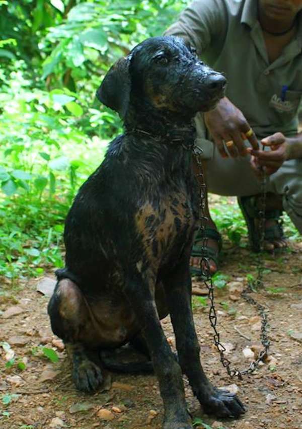 tar-dog-6.jpg