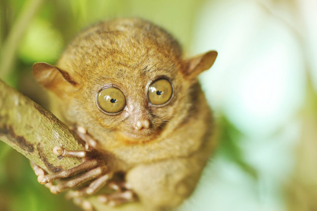 tarsier.jpg