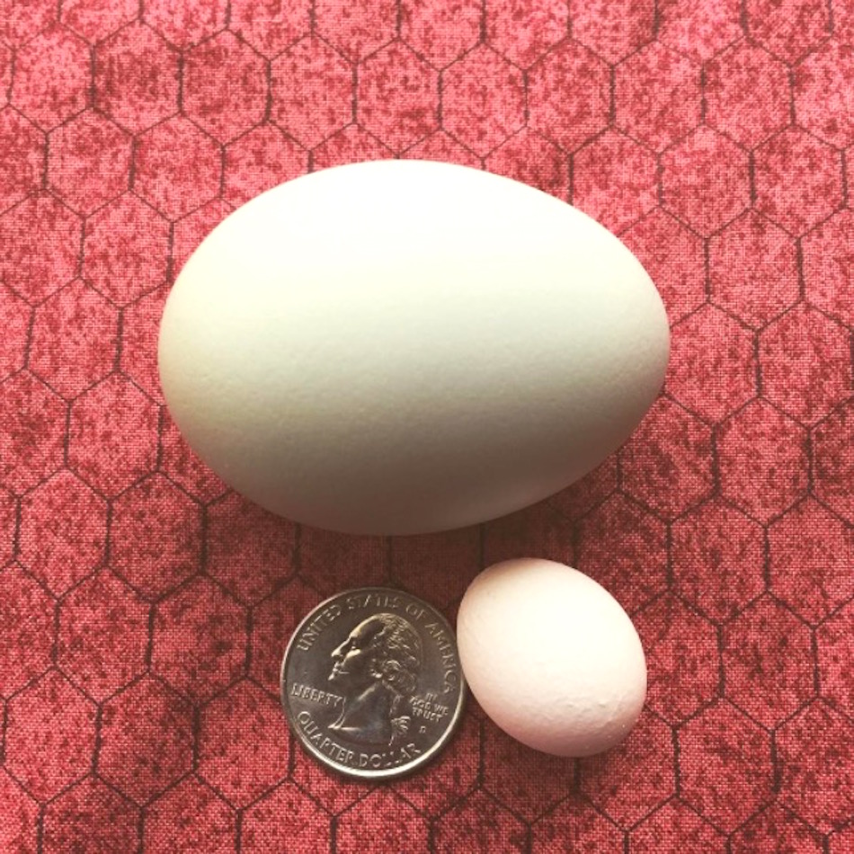 teeny-tiny-egg.jpg