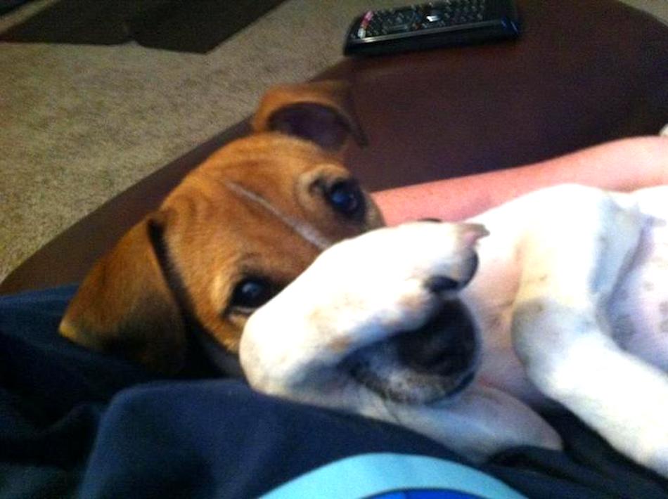 terrier.jpg