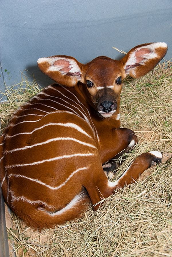 the-baby-bongo.jpg