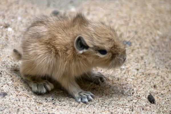 the-baby-gundi.jpg