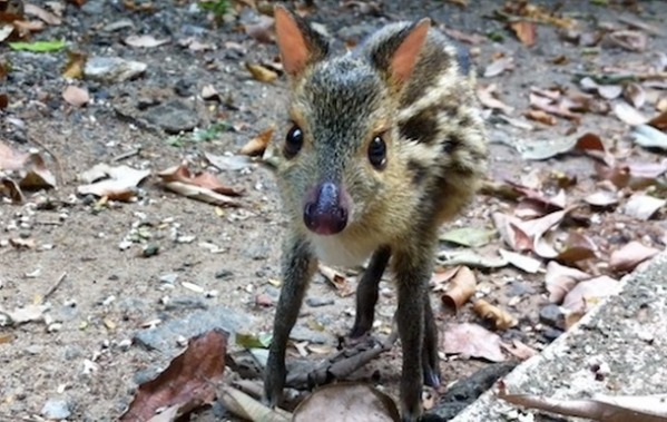 the-chevrotain.jpg