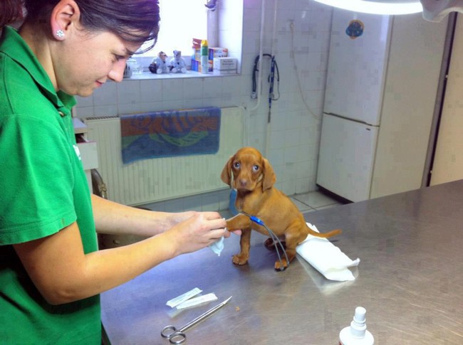 the-most-terrified-dogs-at-the-vet-their-expressions-are-priceless-lol-3-934x.jpg