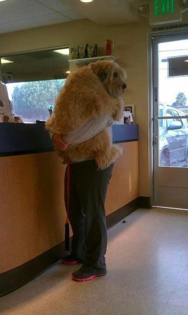 the-most-terrified-dogs-at-the-vet-their-expressions-are-priceless-lol-9-934x.jpg the-most-terrified-dogs-at-the-vet-their-expressions-are-priceless-lol-9-934x.jpg