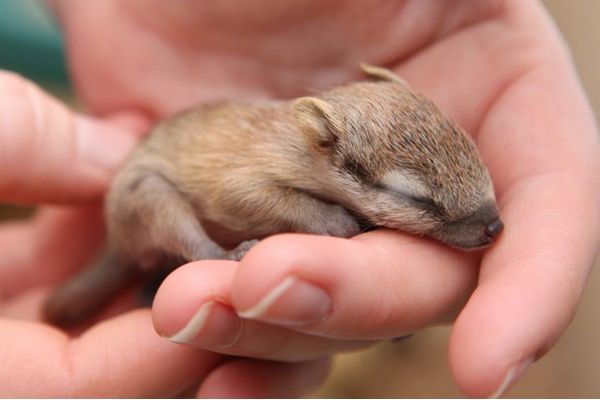 the-numbat.jpg