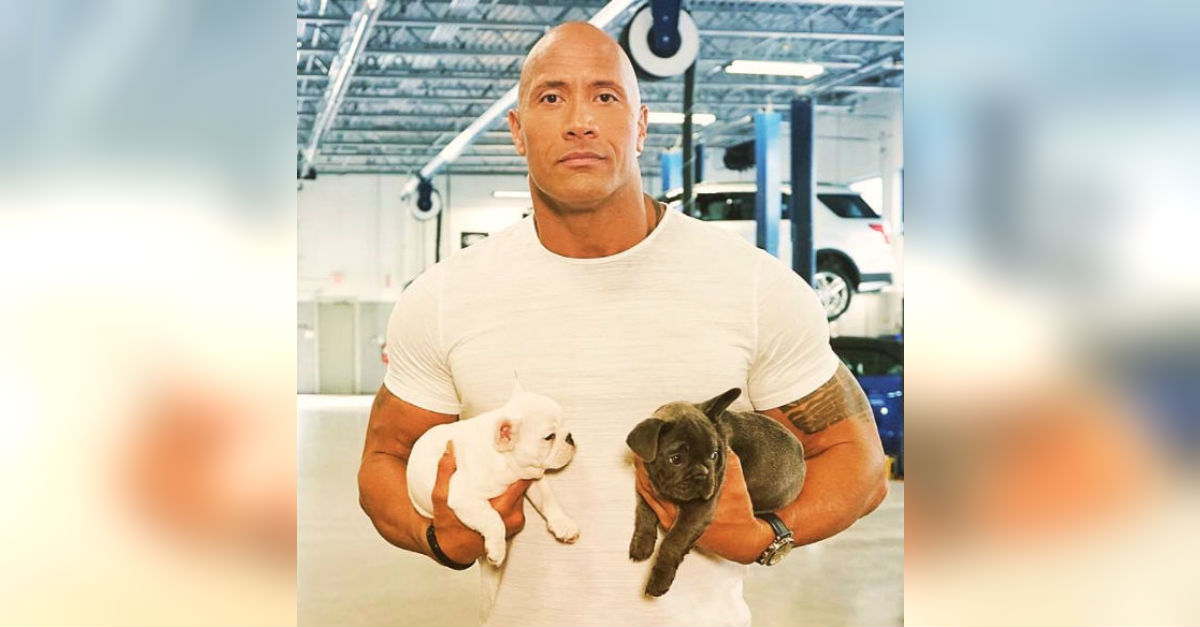 the-rock-dwayne-johnson-puppies