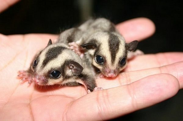 the-sugar-glider.jpg