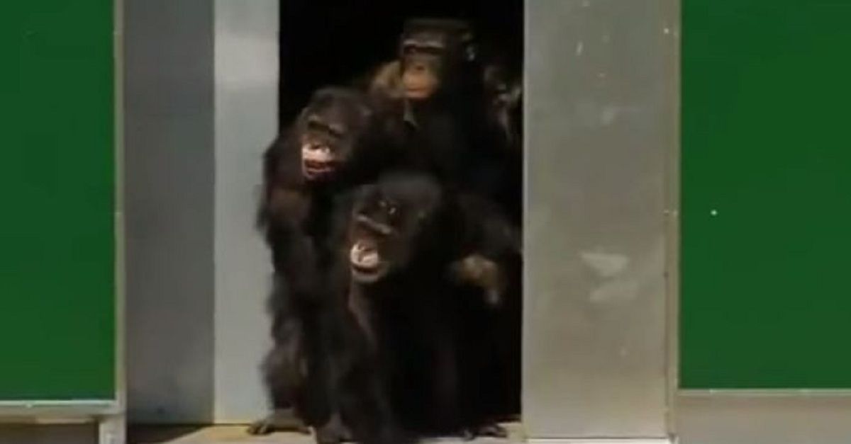 these-chimps-have-vbeen-locked-up