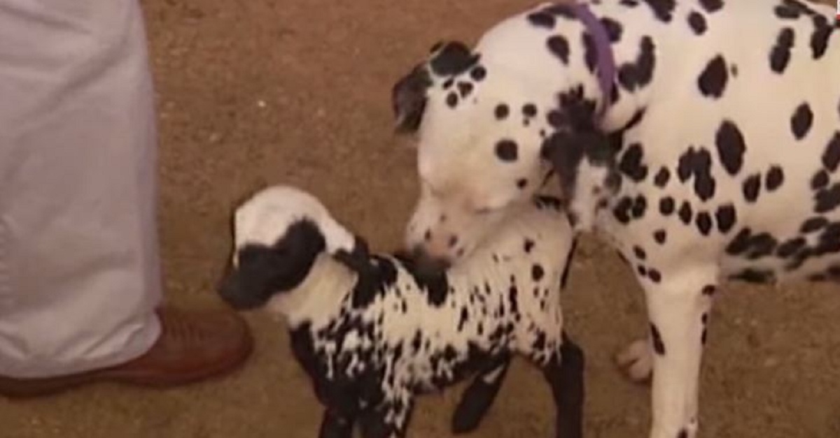 this-dalmation-found-an-orphaned-lamb